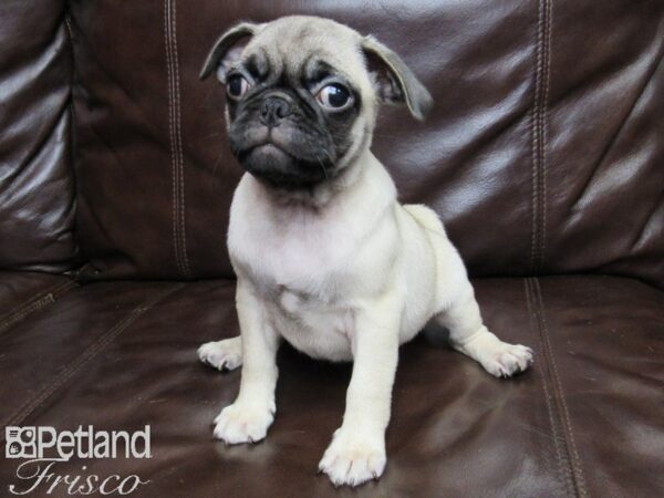 Pug-DOG-Female-Fawn-25979-Petland Frisco & Mckinney, Texas