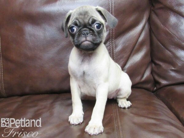 Pug-DOG-Female-Fawn-25978-Petland Frisco & Mckinney, Texas