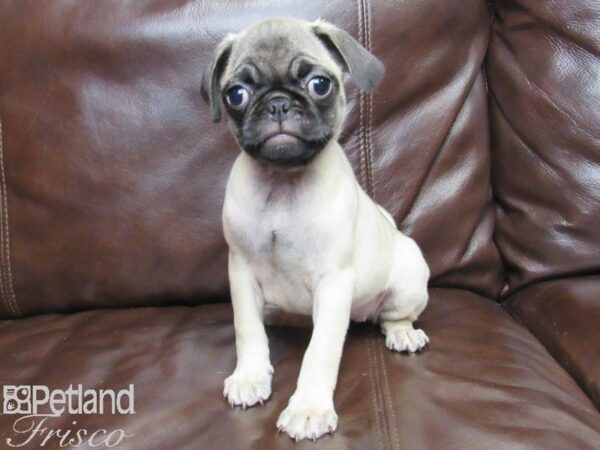 Pug-DOG-Female-Fawn-25978-Petland Frisco, Texas