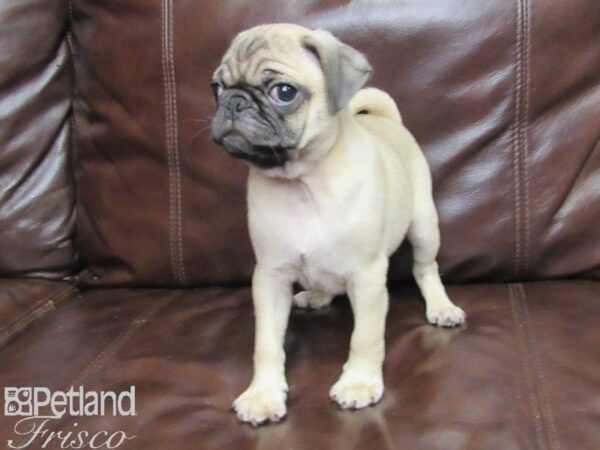 Pug-DOG-Male-Fawn-25977-Petland Frisco & Mckinney, Texas