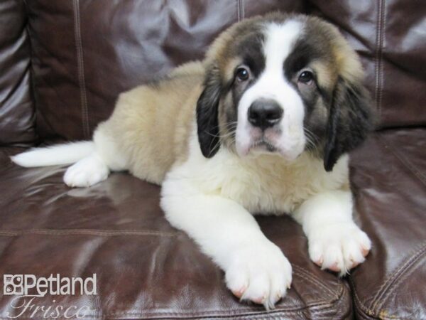 Saint Bernard DOG Male Mahogany and White 25976 Petland Frisco, Texas