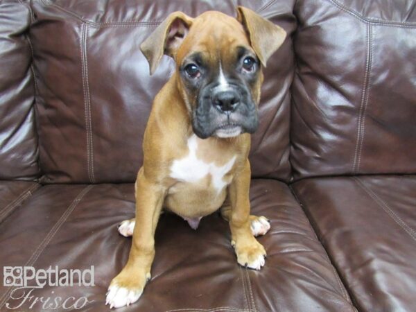 Boxer DOG Female FAWN 25973 Petland Frisco, Texas