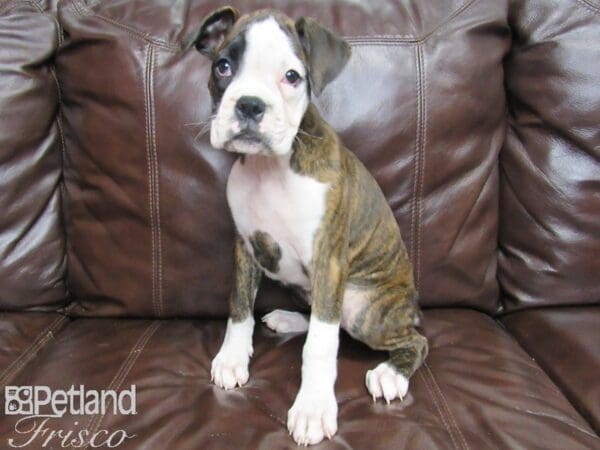 Boxer DOG Female Brindle 25972 Petland Frisco, Texas