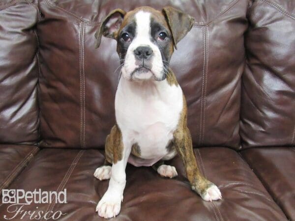 Boxer DOG Female Brindle & White 25971 Petland Frisco, Texas