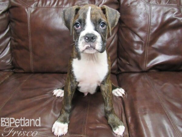 Boxer DOG Male Brindle & White 25969 Petland Frisco, Texas