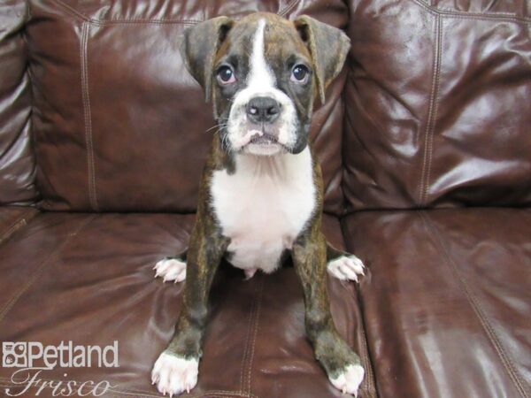 Boxer-DOG-Male-Brindle & White-25969-Petland Frisco & Mckinney, Texas