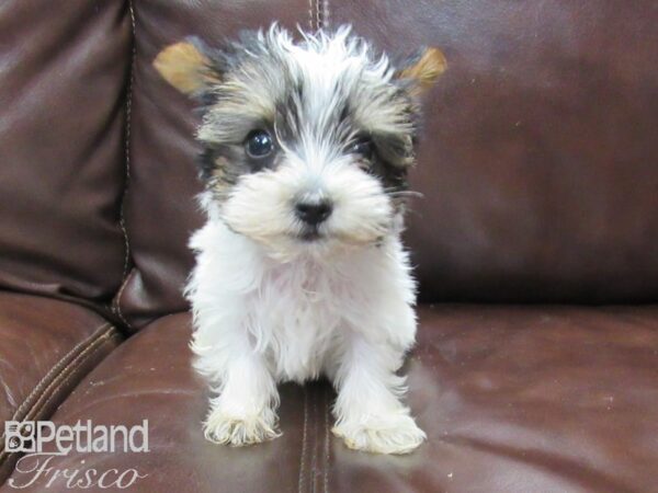 Yorkshire Terrier-DOG-Male-Blk & Wht-25967-Petland Frisco & Mckinney, Texas