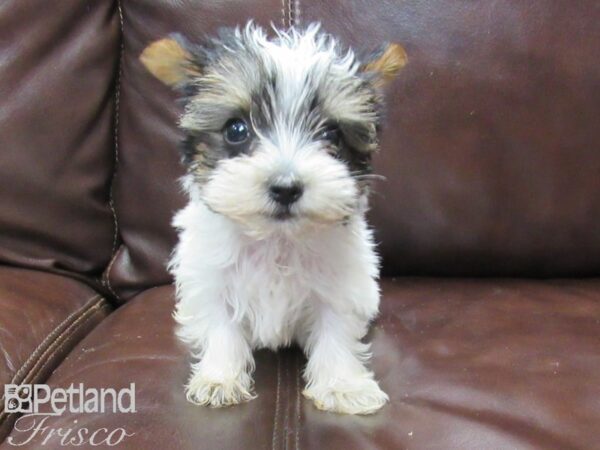 Yorkshire Terrier-DOG-Male-Blk & Wht-25967-Petland Frisco, Texas