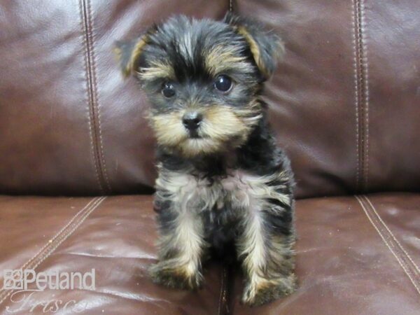 Yorkshire Terrier-DOG-Male-Blk & Tan-25966-Petland Frisco & Mckinney, Texas