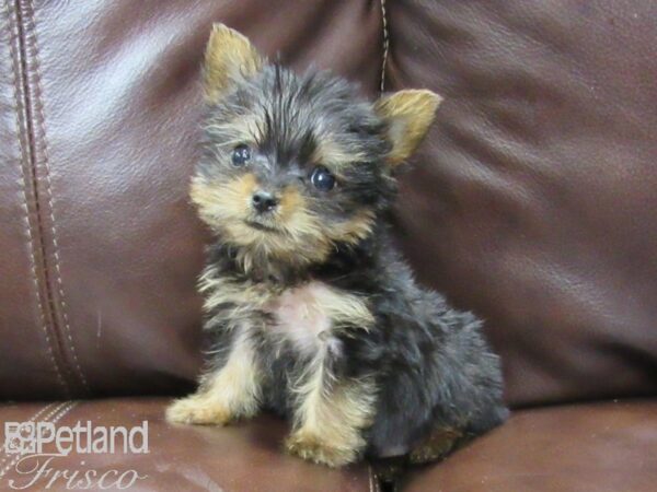 Yorkshire Terrier-DOG-Male-Blk & Tan-25965-Petland Frisco, Texas