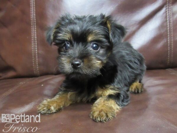 Yorkshire Terrier-DOG-Male-Blk & Tan-25963-Petland Frisco & Mckinney, Texas