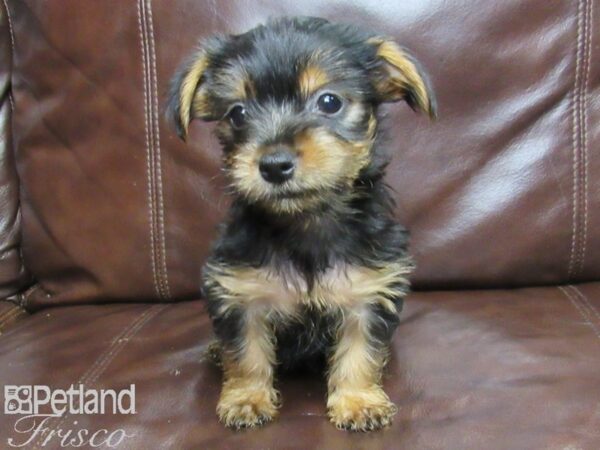 Yorkshire Terrier-DOG-Male-Blk & Tan-25961-Petland Frisco, Texas