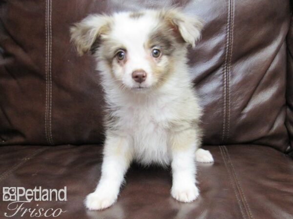Miniature Australian Shepherd-DOG-Male-Red Merle-25959-Petland Frisco & Mckinney, Texas