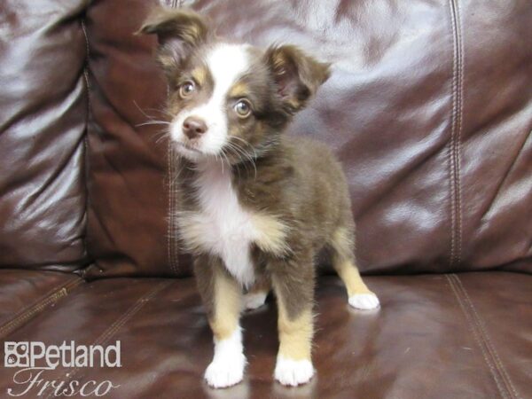 Miniature Australian Shepherd-DOG-Female-Red Tri-25957-Petland Frisco & Mckinney, Texas