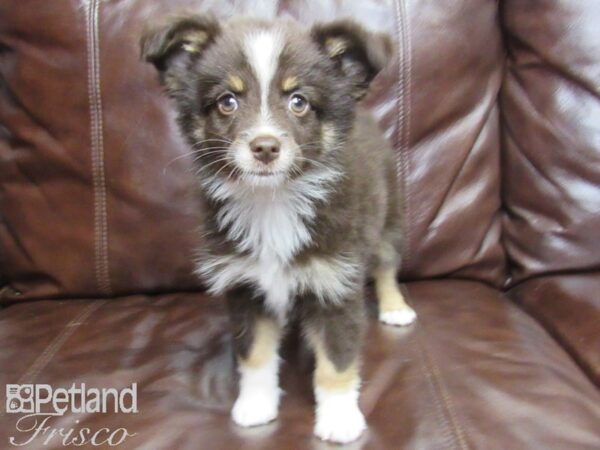 Miniature Australian Shepherd-DOG-Female-Red & White-25953-Petland Frisco & Mckinney, Texas