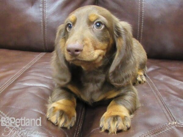 Miniature Dachshund DOG Male Choc & Tan 25950 Petland Frisco, Texas