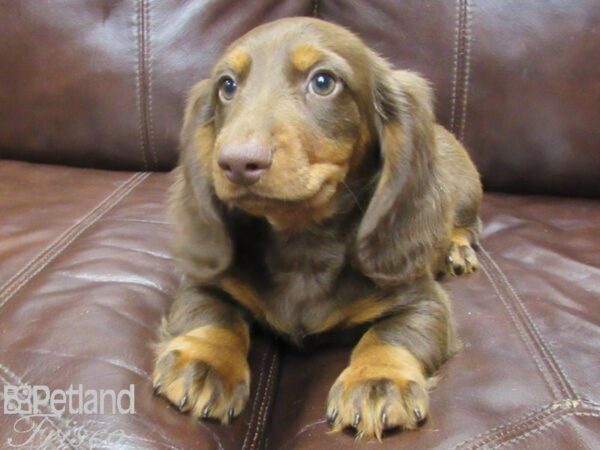 Miniature Dachshund DOG Male Choc & Tan 25950 Petland Frisco, Texas