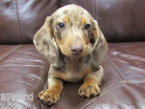 Miniature Dachshund-DOG-Female-Dapple-25949-Petland Frisco & Mckinney, Texas