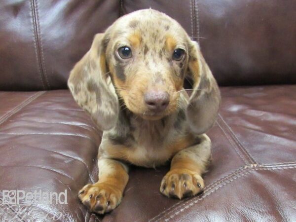 Miniature Dachshund DOG Female Dapple 25949 Petland Frisco, Texas