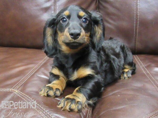 Miniature Dachshund DOG Female Blk & Tan 25948 Petland Frisco, Texas