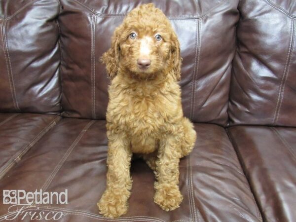 Standard Poodle DOG Female Red 25931 Petland Frisco, Texas