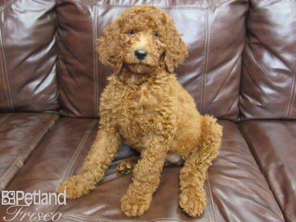 Standard Poodle-DOG-Female-Red-25930-Petland Frisco & Mckinney, Texas