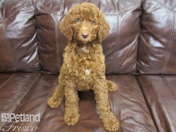Standard Poodle-DOG-Male-Red-25929-Petland Frisco, Texas