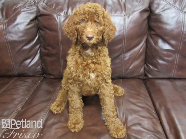 Standard Poodle DOG Male Red 25929 Petland Frisco, Texas