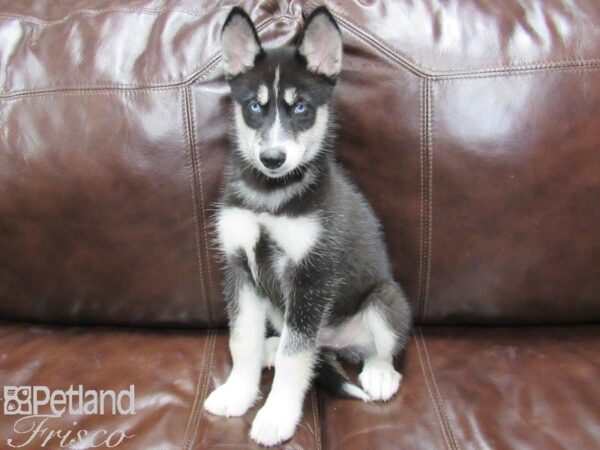 Siberian Husky-DOG-Female-Black and White-25924-Petland Frisco & Mckinney, Texas