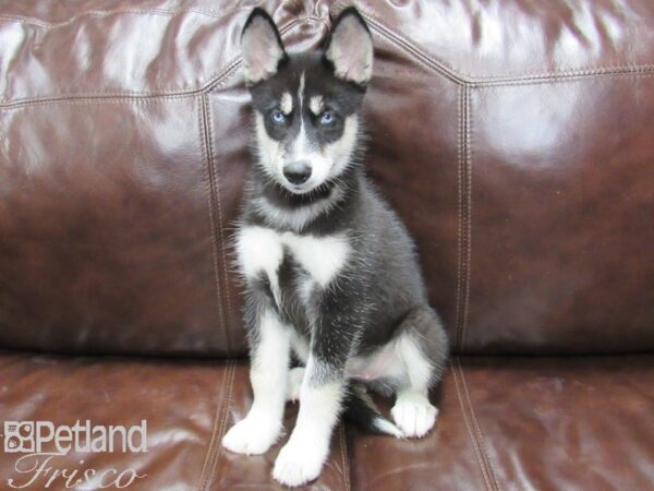 Siberian Husky-DOG-Female-Black and White-25924-Petland Frisco, Texas