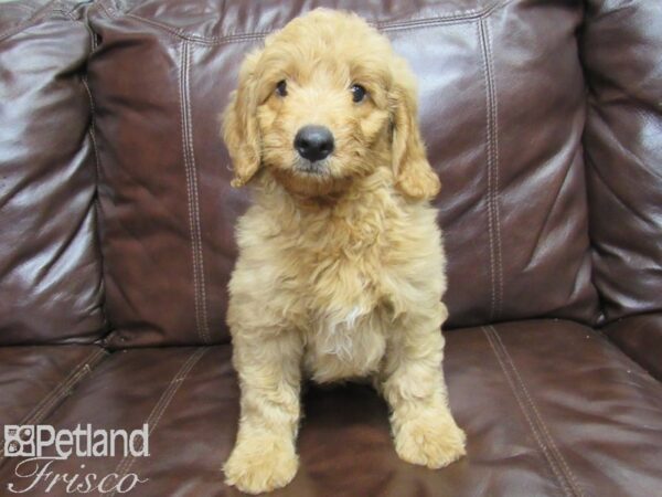 F1B Mini Goldendoodle DOG Male Red 25910 Petland Frisco, Texas