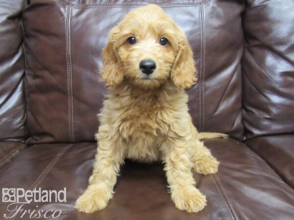 F1B Mini Goldendoodle DOG Female Red 25908 Petland Frisco, Texas