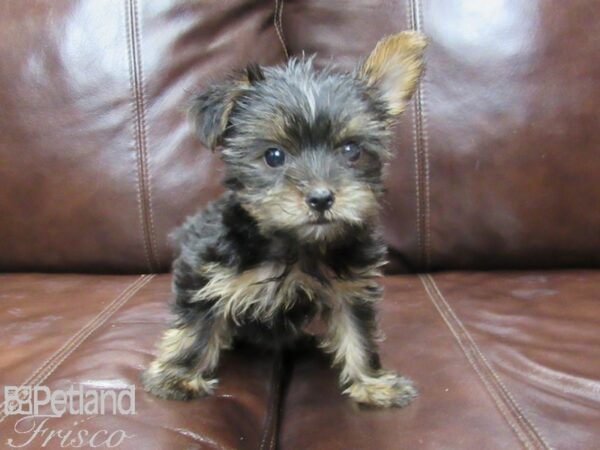 Yorkshire Terrier-DOG-Male-Blk & Gold-25904-Petland Frisco, Texas