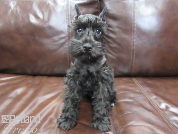 Miniature Schnauzer-DOG-Male-BLK-25999-Petland Frisco & Mckinney, Texas