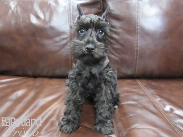 Miniature Schnauzer-DOG-Male-BLK-25999-Petland Frisco, Texas