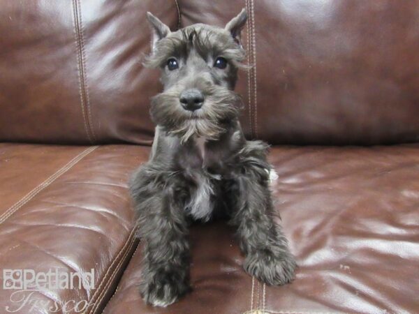 Miniature Schnauzer-DOG-Female-Salt and Pepper-25997-Petland Frisco & Mckinney, Texas