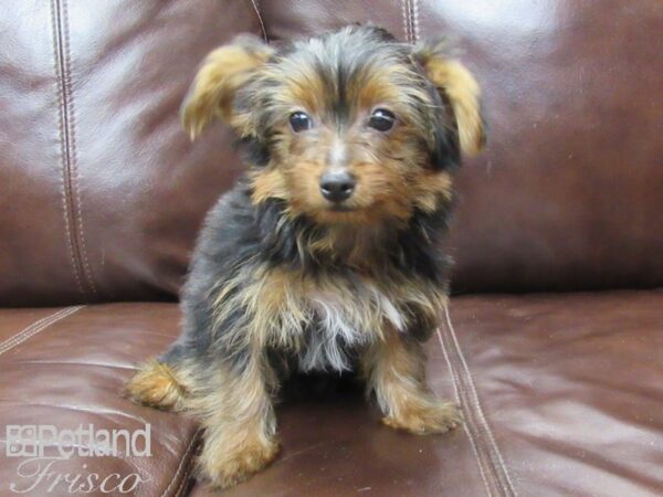 Yorkshire Terrier-DOG-Female-Blk & Tan-25984-Petland Frisco & Mckinney, Texas