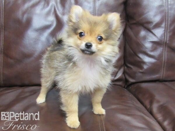Pomeranian-DOG-Female-Sable-25983-Petland Frisco, Texas