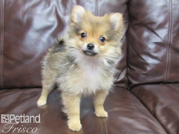 Pomeranian DOG Female Sable 25983 Petland Frisco, Texas