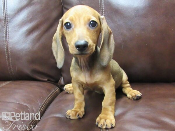 Miniature Dachshund DOG Female Red 25982 Petland Frisco, Texas