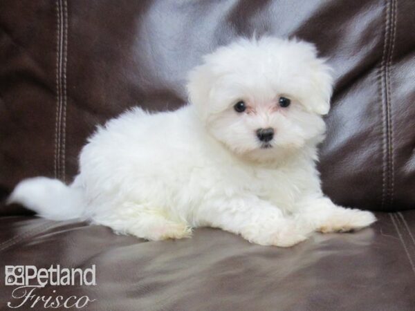Maltese-DOG-Male-White-25981-Petland Frisco & Mckinney, Texas