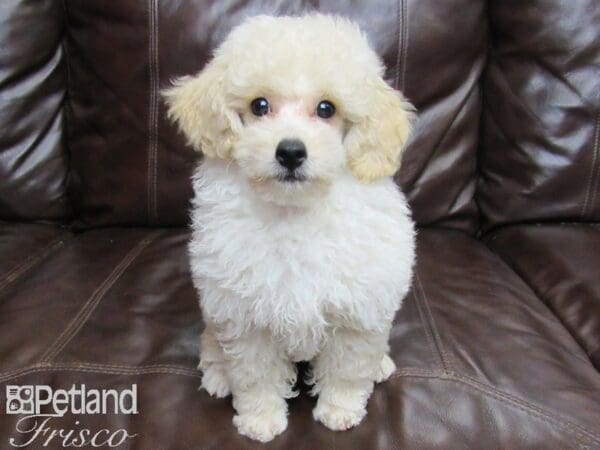 Miniature Poodle-DOG-Male-Cream-25975-Petland Frisco, Texas