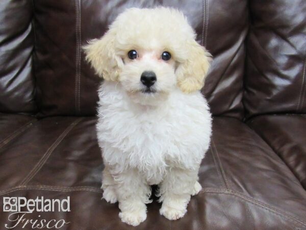 Miniature Poodle DOG Male Cream 25975 Petland Frisco, Texas