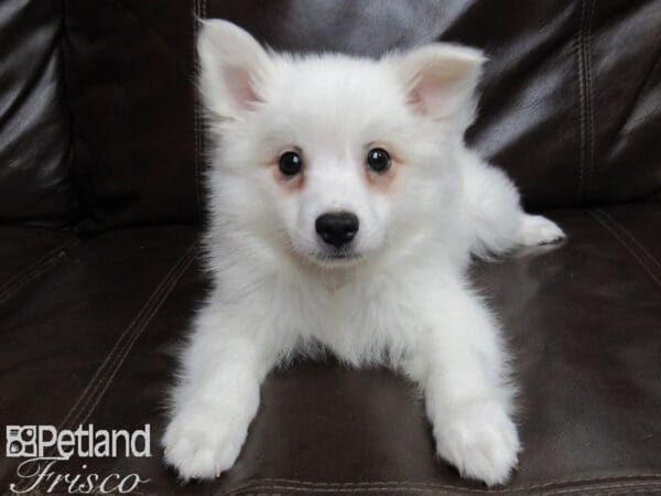 American Eskimo-DOG-Male-White-25974-Petland Frisco, Texas