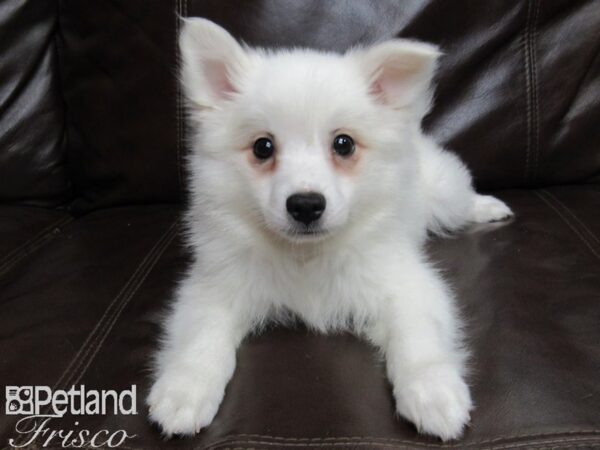 American Eskimo-DOG-Male-White-25974-Petland Frisco & Mckinney, Texas