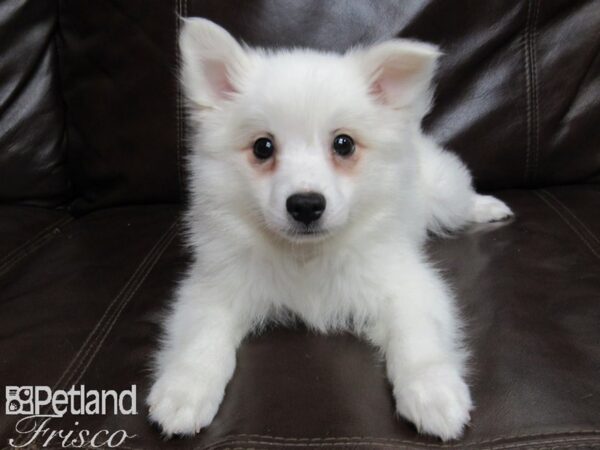 American Eskimo DOG Male White 25974 Petland Frisco, Texas