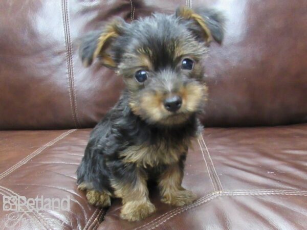 Yorkshire Terrier-DOG-Male-Blk & Tan-25962-Petland Frisco, Texas