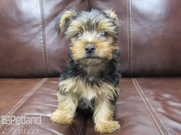 Yorkshire Terrier-DOG-Male-Blk & Tan-25960-Petland Frisco, Texas