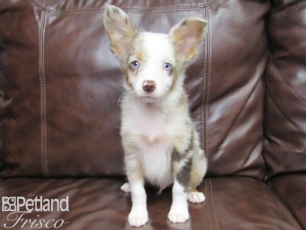 Miniature Australian Shepherd-DOG-Male-Red Merle-25956-Petland Frisco & Mckinney, Texas