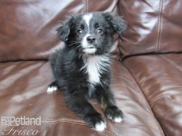 Miniature Australian Shepherd-DOG-Male-Black Tri-25955-Petland Frisco, Texas